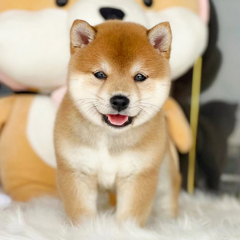 柴犬纯种-特价促销-优惠券领取-价格|多少钱|什么牌子好-35优惠券网站