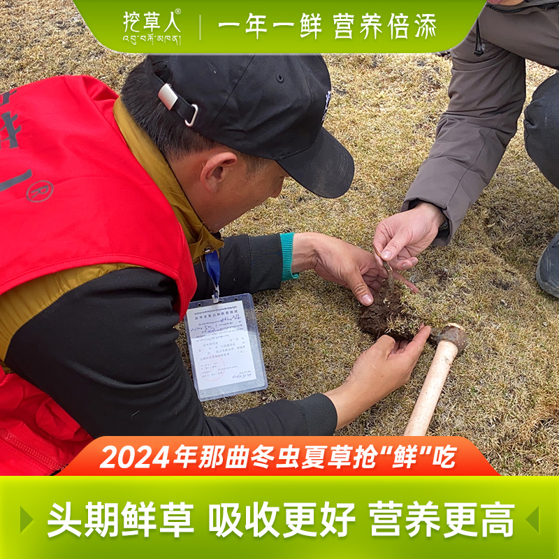 2024年西藏那曲鲜虫草0.8克2