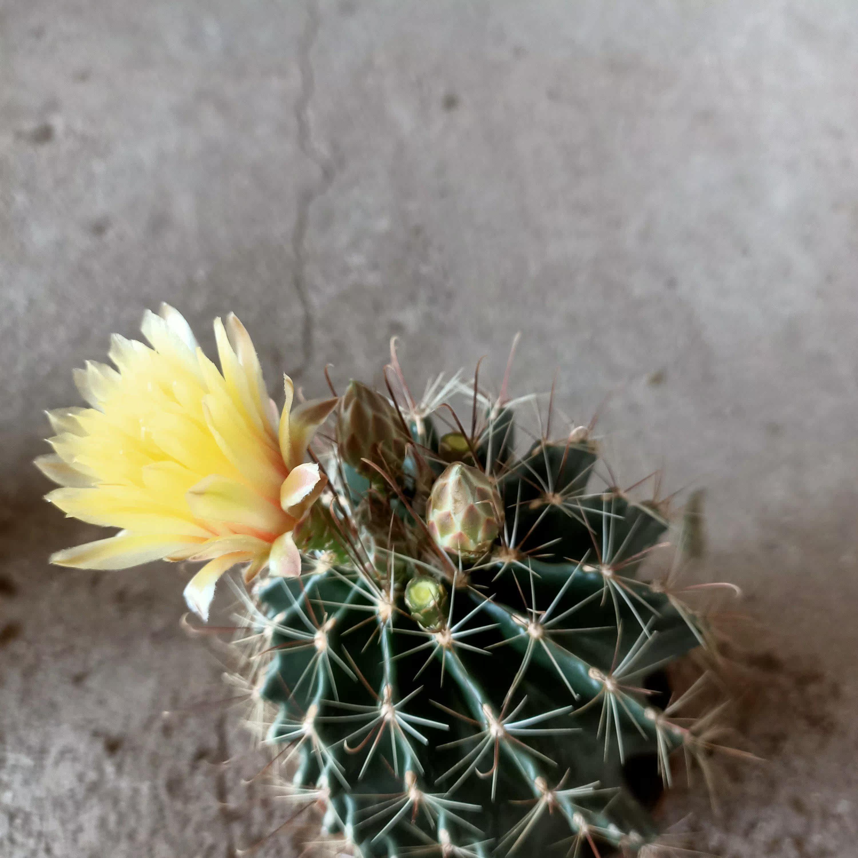 龙王仙人球开花多肉植物盆栽龙王丸左右旋吸甲醇净化空气防辐射