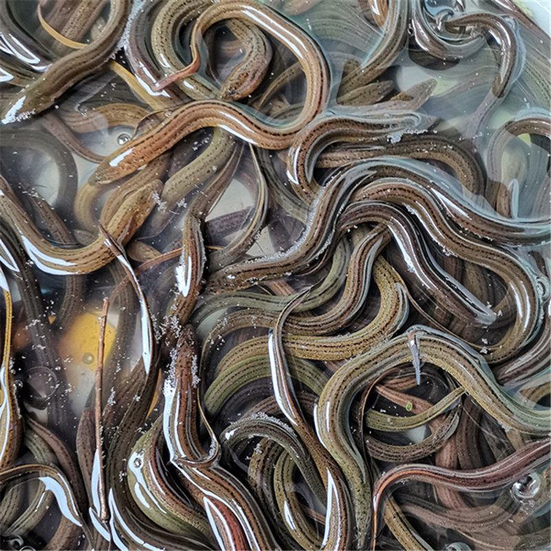 黄鳝苗大额优惠券