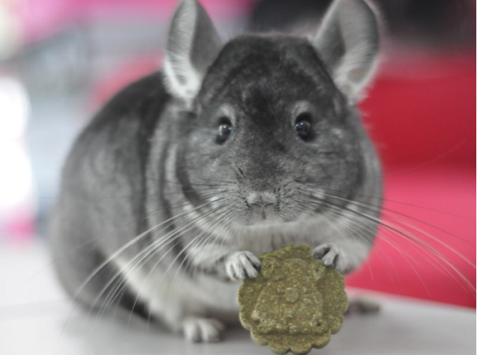 成年奶牛银斑龙猫活体mm(售出留档)