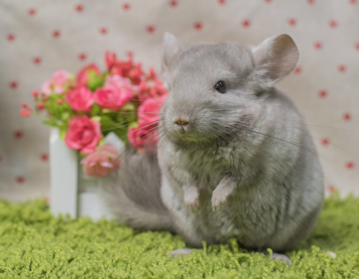 q派龙猫自家繁殖稀有色紫咖龙猫公母弟弟妹妹