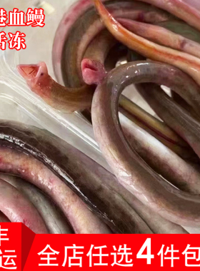 福建海捕血鳗新鲜血龙鲜活海鲜本港血鳝活冻鳗鱼水产煲汤海鱼200g