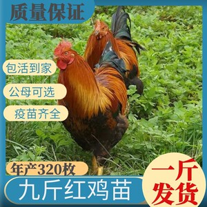 山东九斤红公鸡苗图片