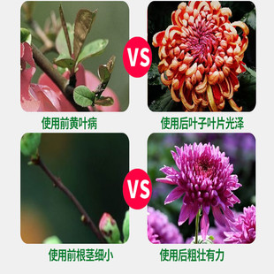 万寿菊花蕾多盆栽营养液绿植种植营养土肥料膨壮花苞专用叶面肥