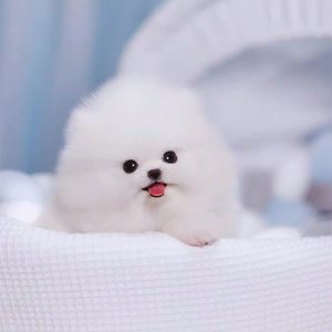 宠物茶杯犬活体图片