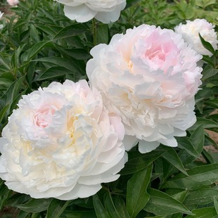 观赏重瓣芍药花苗种根带芽阳台盆栽四季开花耐寒庭院牡丹花卉植物