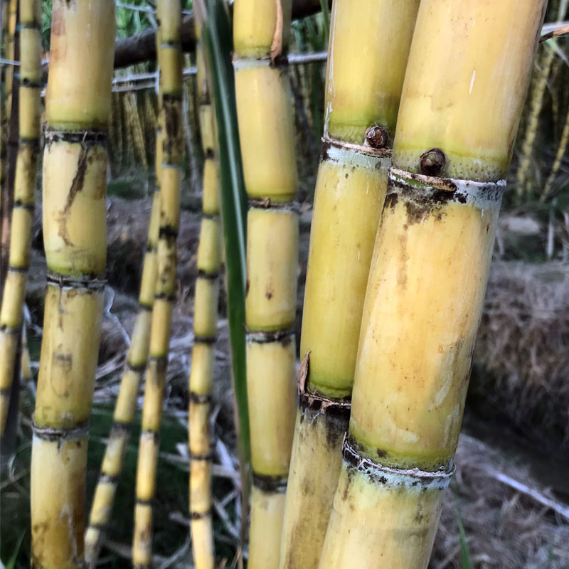 【3斤装】甘蔗新鲜黄皮黄金甘蔗皮薄脆漳州特产当季孕妇水果整箱