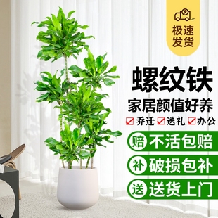 螺纹铁植物盆栽室内大型落地绿植客厅轻奢好养真花卉盆景四季常青