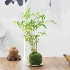 玉竹苔藓球凤尾竹米竹盆景盆栽竹迷你小竹子室内绿植桌上茶几植物