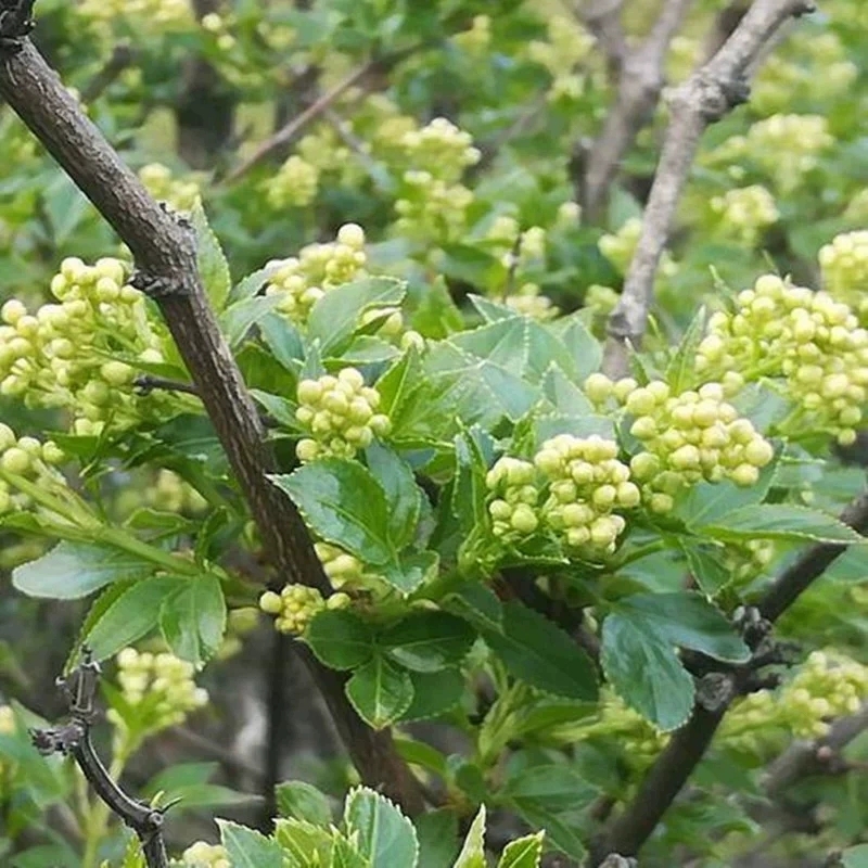 桐柏特产珍珠花菜山野菜野山珍干货农家手工晾晒天然干菜珍珠菜