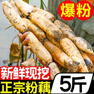 正宗湖北粉藕莲藕新鲜现挖煲汤藕洪糯米藕蔬菜炖汤湖九孔藕特产