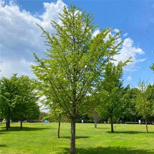 。植树节树苗银杏庭院种植树木适合南北方种的绿化风景院子室外景