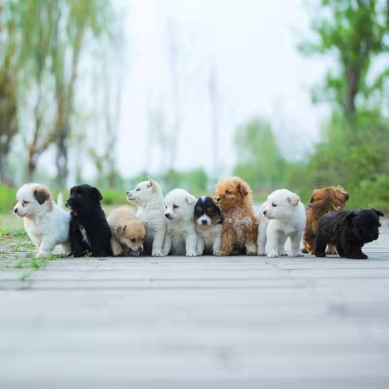中华田园犬混血串串狗家养长不大小型犬小白狗看家大黄狗宠物狗崽