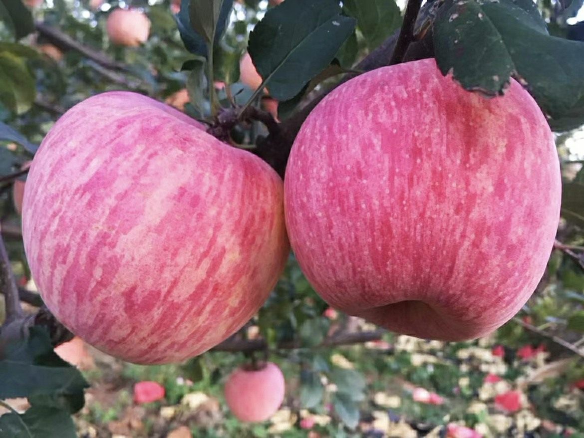 浆水苹果的做法 浆水苹果图片好看