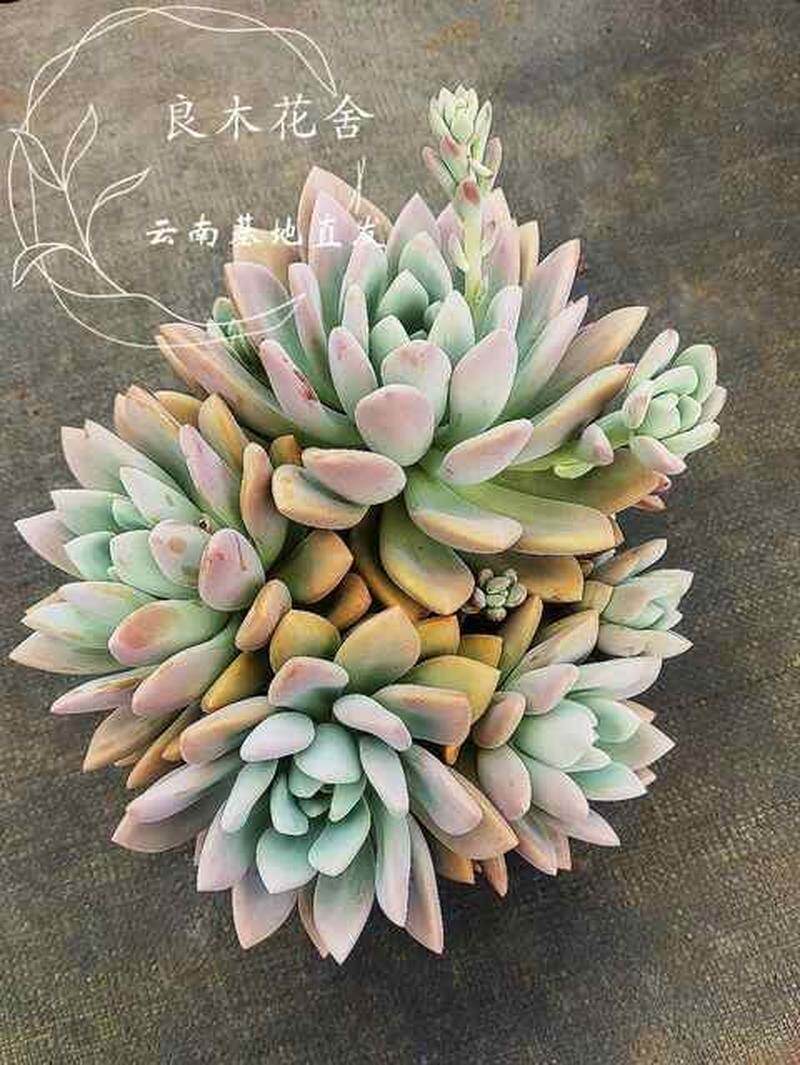 桃花源老桩多肉昆明5年老店基地直发植物趣味盆栽防辐射净化空气