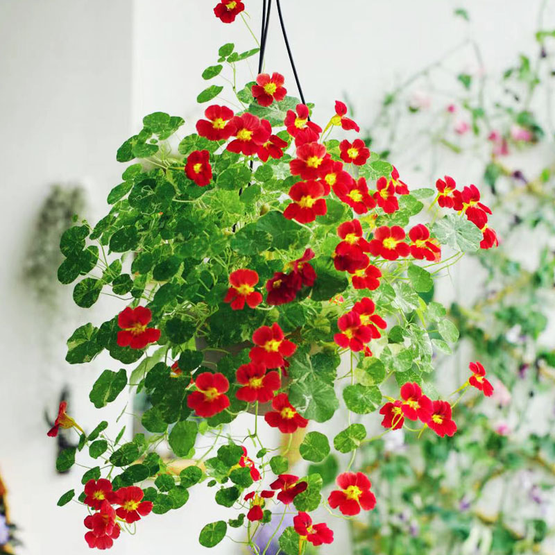 Nasturtium seed Four seasons sow Bloom indoor Ornamentals seed outdoor Explosive flowers and plants Potted plantin the Flower delivery/Flowers simulation/Plants gardening , Flowers/Fruits and vegetables/Lawn seed (New) , Home & Garden Seeds category - from Buy2taobao.com to provide professional Taobao agent buy service