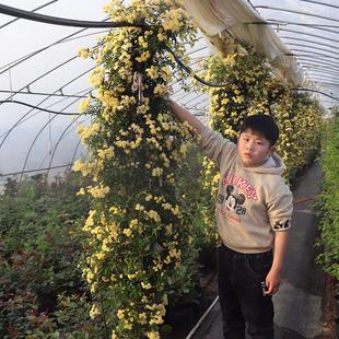 黄木香花苗爬藤植物庭院爬墙耐寒花卉浓香四季红木香藤本月季盆栽