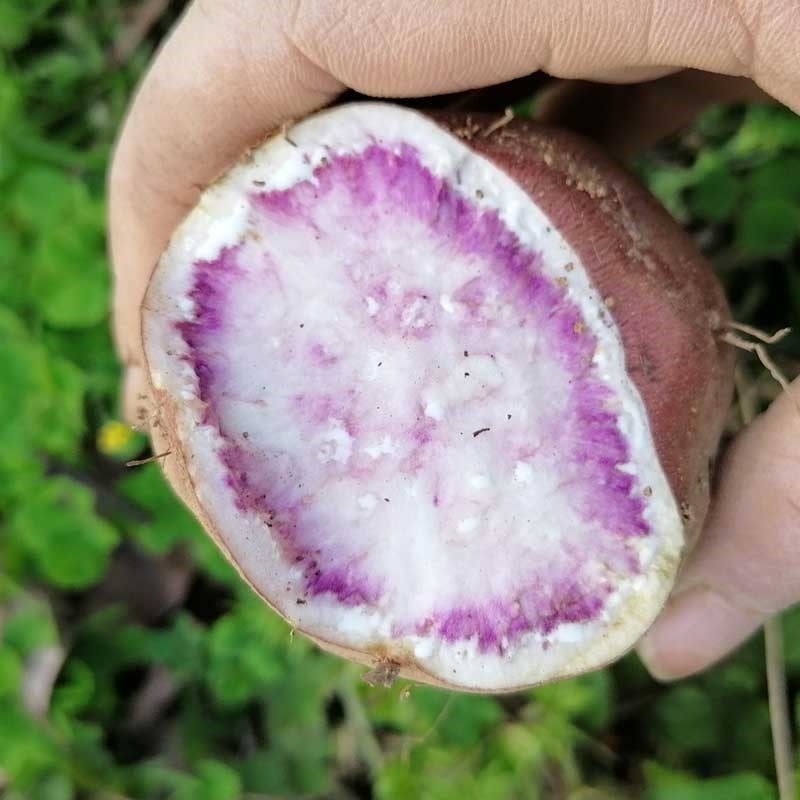 紫薯种子免邮_贵州红薯种子花心薯冰淇淋薯种子10斤花薯乌薯非蜜薯