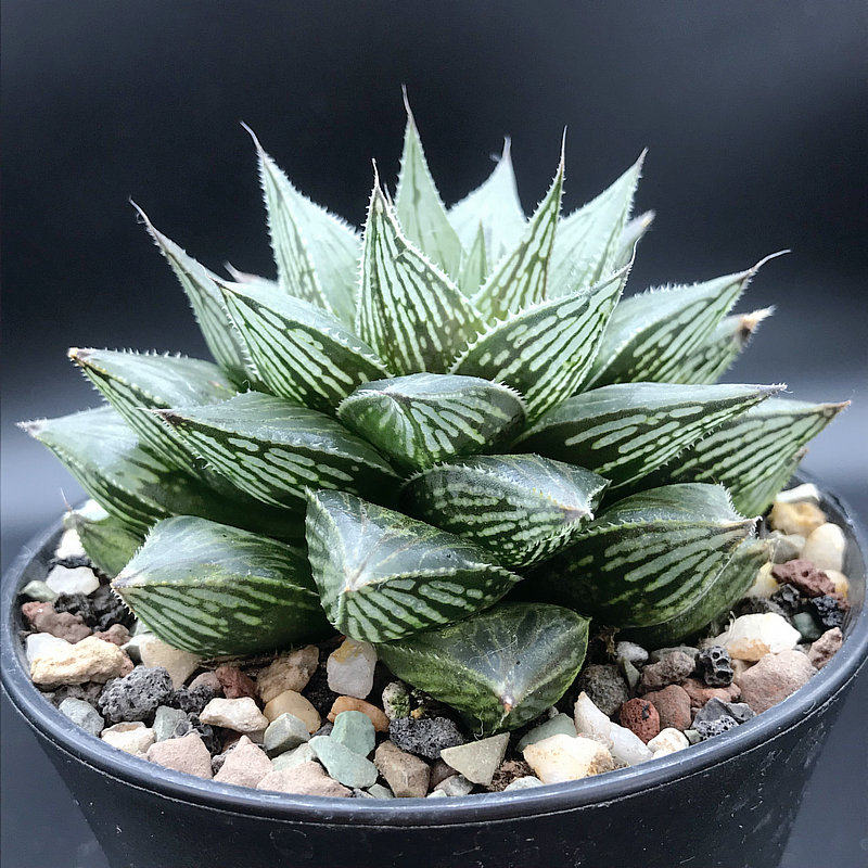 玉露多肉植物透明_高档紫绘卷大颗背窗玉露多肉植物园艺盆栽组合透明