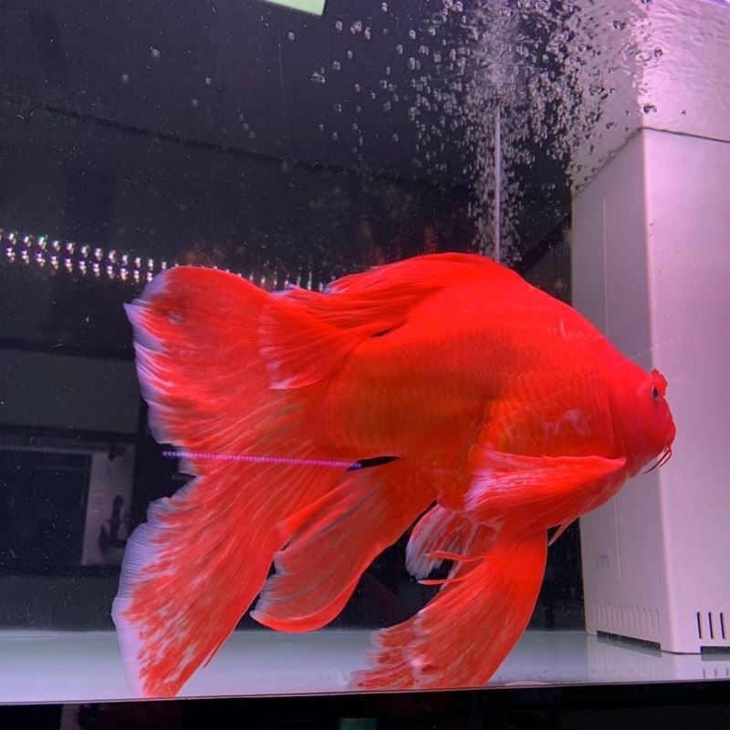 火红蝴蝶鲤冷水鱼球体锦鲤红色贵妃龙凤蝶鲤大鳍长尾观赏鱼苗活体