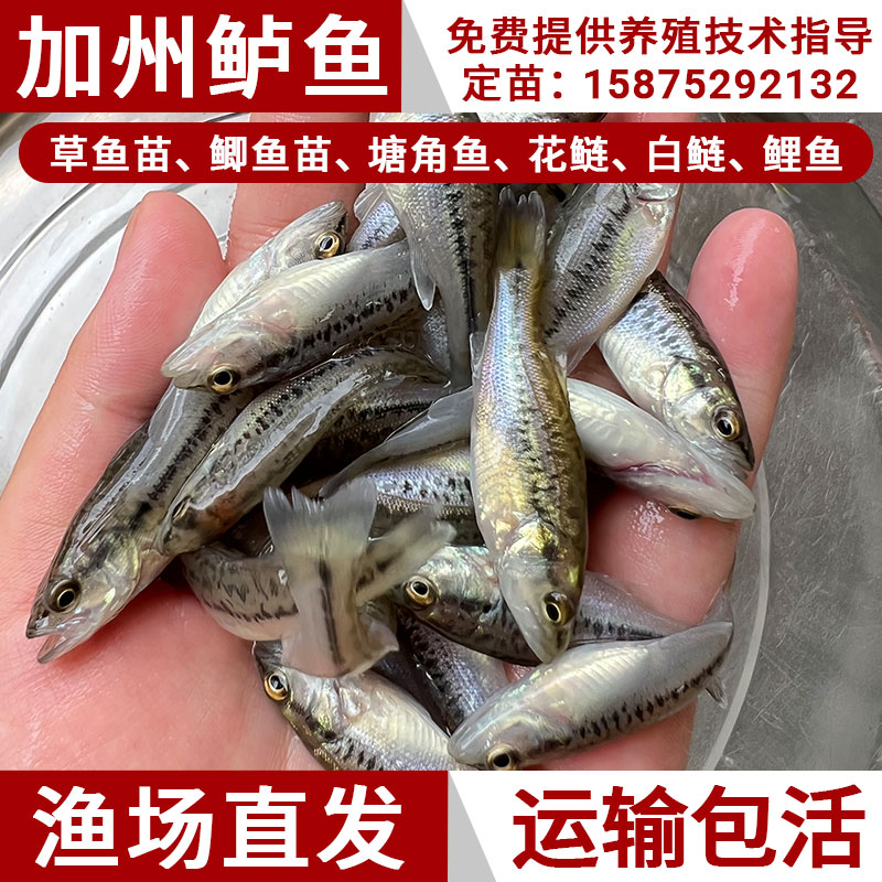 优质加州鲈鱼苗淡水养殖食用花卢鱼大