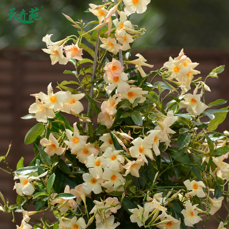 北京天卉苑  杏色双腺藤120盆栽多年生攀援植物耐热花期长飘香藤