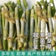 无毛甜象草3号种节巨菌草皇竹草四季多年生牧草种子高产量喂牛羊