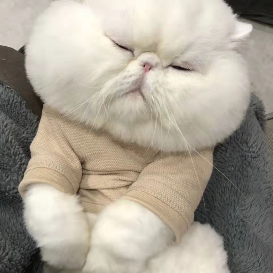 纯种猫咪