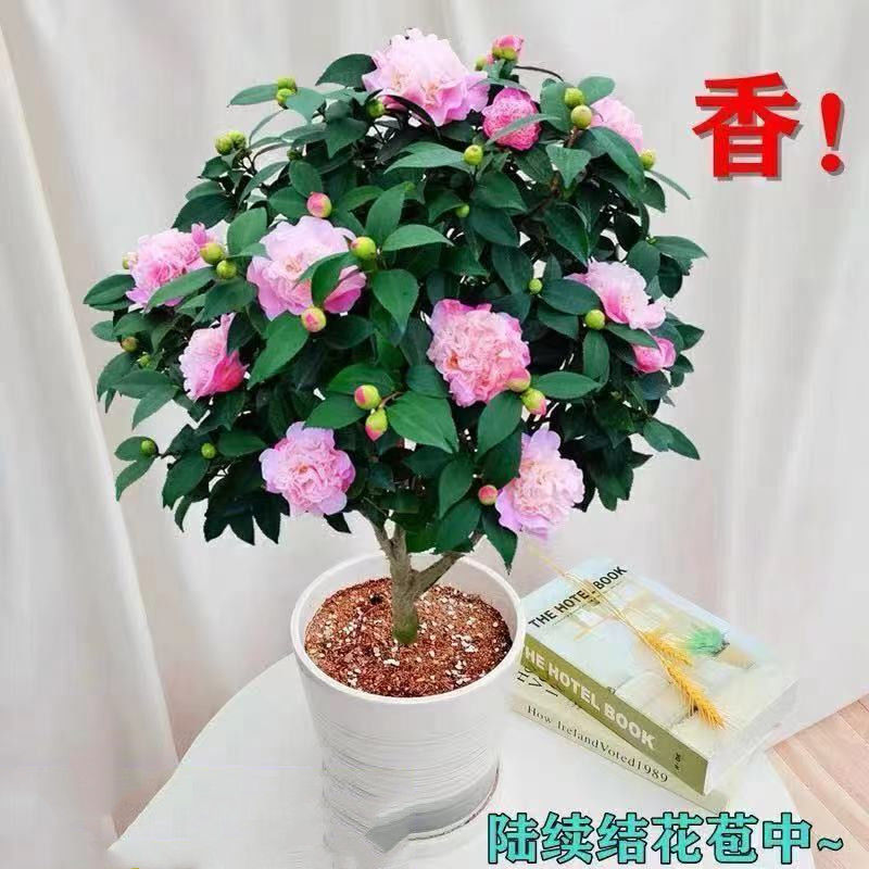 香妃茶花花卉绿植盆栽植物室内鲜花真花盆栽好养易活四季开花