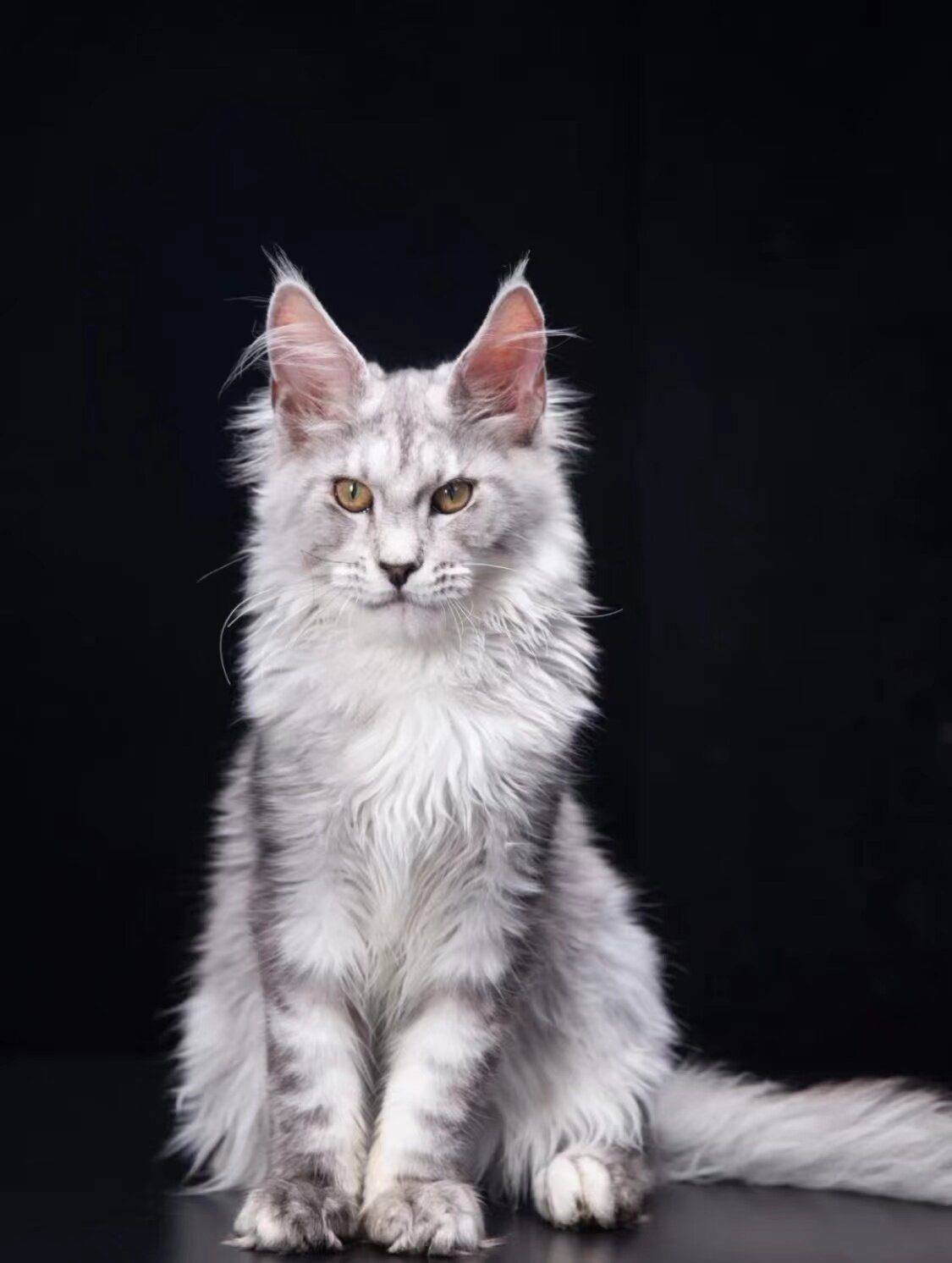 宠物猫活体 幼猫 纯种 巨型_缅因猫幼猫纯种活体猫咪巨型长毛库恩猫幼