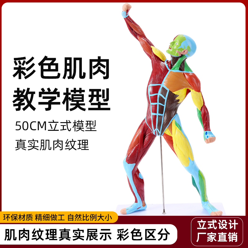人体肌肉解剖模型50cm彩色绘制全