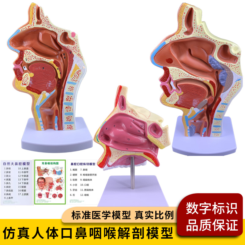 人体头部鼻腔模型口鼻喉内侧神经组织