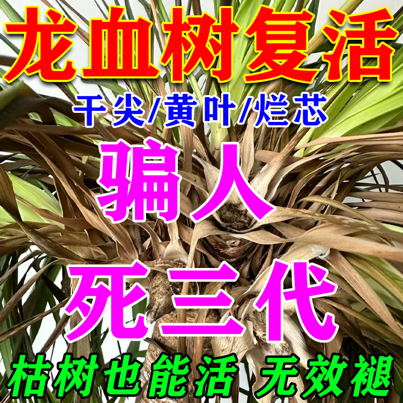 龙血树专用肥料绿植营养液治疗龙须树