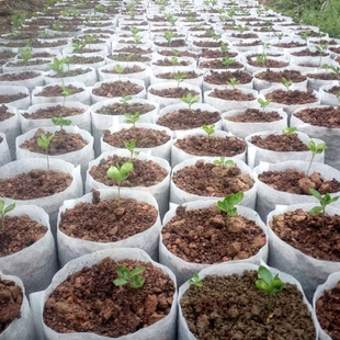 不织布植树袋美植袋营养钵白色花盆苗圃种植袋可降解厚育苗袋