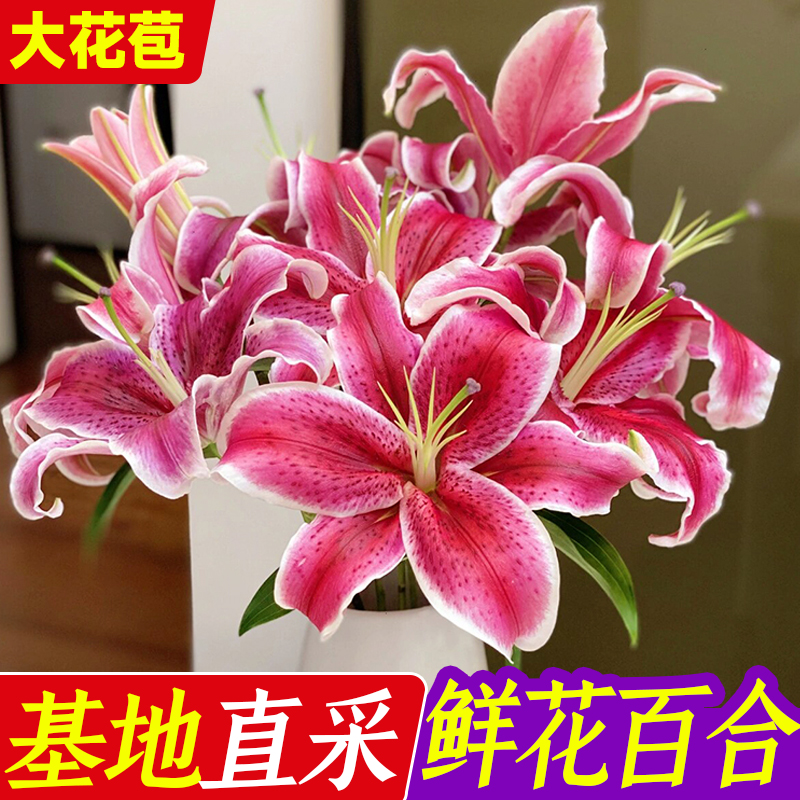 百合鲜花花束香水百合花云南基地直发插花鲜切花水养同城速递