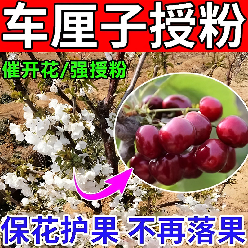 大樱桃授粉药座果灵车厘子防落果增产增收保果精促花催花促果专用