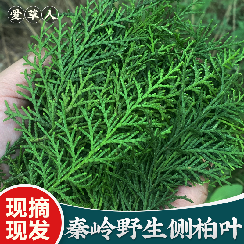 侧柏叶松柏叶扁柏叶粉末中药材新鲜野生无枝洗发防脱乌发生发增发