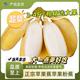 正宗广西苹果蕉特大果banana时令特产水果孕妇自然熟新鲜现砍9斤