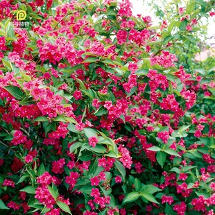 有寻植物 矮生锦带红宝石多年生灌木耐寒花期长阳台庭院盆栽花卉