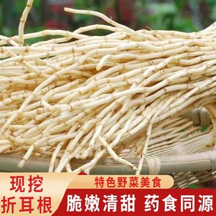 现挖湖北鱼腥草折耳根新鲜蔬菜凉拌鱼香草下饭菜农家野菜节节根嫩