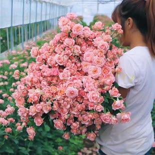 多头泡泡玫瑰基地直发多头玫瑰鲜花百合花玫瑰花家用插花