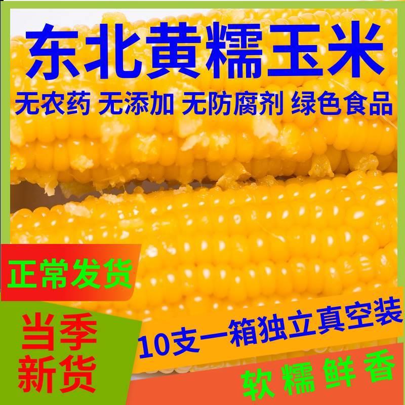 黄黏玉米真空包装东北甜糯玉米新鲜真空粘玉米棒黄苞米10根包邮非