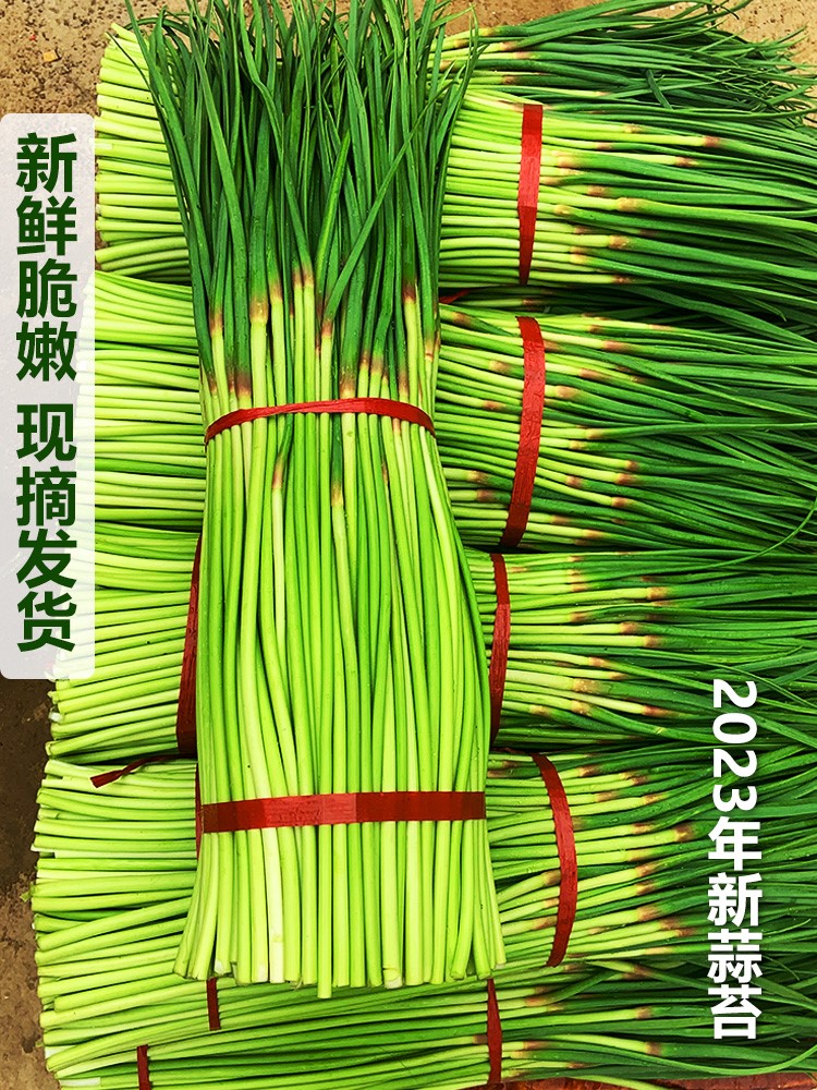 现拔蒜苔5斤新鲜红帽青蒜薹农家3蔬