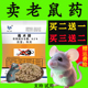 老鼠药特效家用药超强力正品老鼠高毒药灭老鼠高效药室外死耗子药