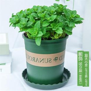 Fresh mint potted mint leaves office green plant herb plants