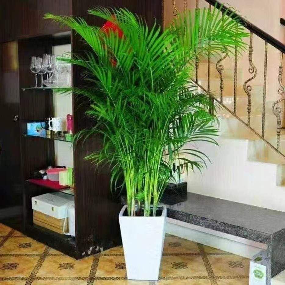 散尾葵盆栽室内大型绿植凤尾竹客厅办公四季常青盆栽植物袖珍椰子
