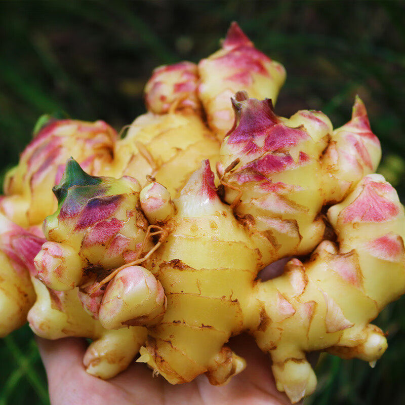 贵州小黄姜仔姜嫩生姜新鲜嫩子姜现挖新鲜生姜10斤老生姜旗舰店