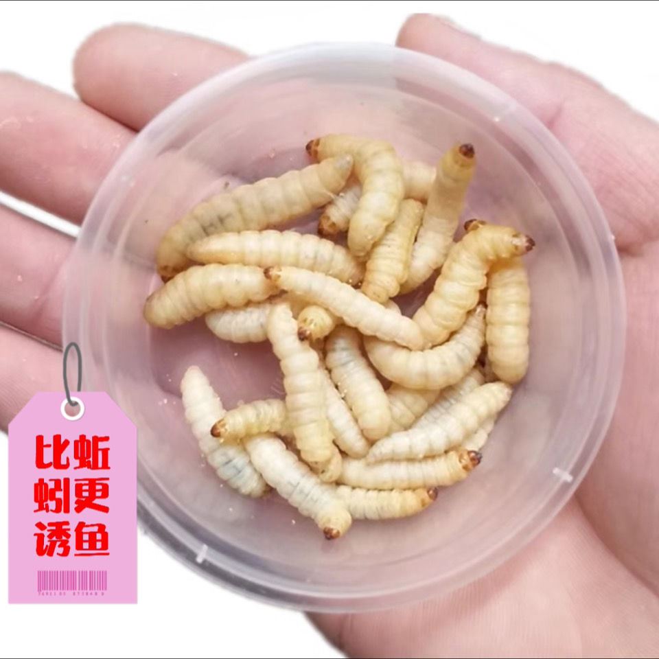 黑水虻幼虫活体鱼饵黄骨鱼鲫鱼鲶鱼鳊鱼鲤鱼活饵乌龟八哥蚯蚓活饵