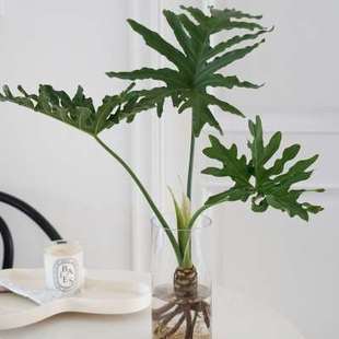 植物私生活 水培老桩龙鳞春羽 客厅餐桌办公室桌面水养植物 带根